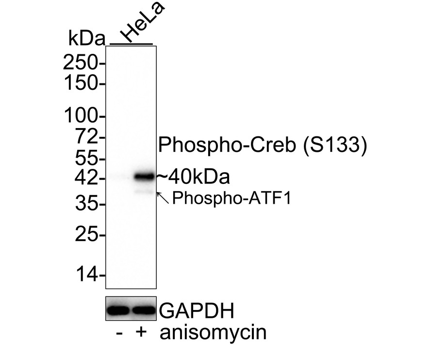 Western blot analysis of Phospho-Creb (S133) on NIH/3T3 cell lysates with Rabbit anti-Phospho-Creb (S133) antibody (ET7107-93) at 1/500 dilution.<br />
<br />
Lysates/proteins at 10 µg/Lane.<br />
<br />
Predicted band size: 35 kDa<br />
Observed band size: 40 kDa<br />
<br />
Exposure time: 2 minutes;<br />
<br />
10% SDS-PAGE gel.<br />
<br />
Proteins were transferred to a PVDF membrane and blocked with 5% NFDM/TBST for 1 hour at room temperature. The primary antibody (ET7107-93) at 1/500 dilution was used in 5% NFDM/TBST at room temperature for 2 hours. Goat Anti-Rabbit IgG - HRP Secondary Antibody (HA1001) at 1:300,000 dilution was used for 1 hour at room temperature.