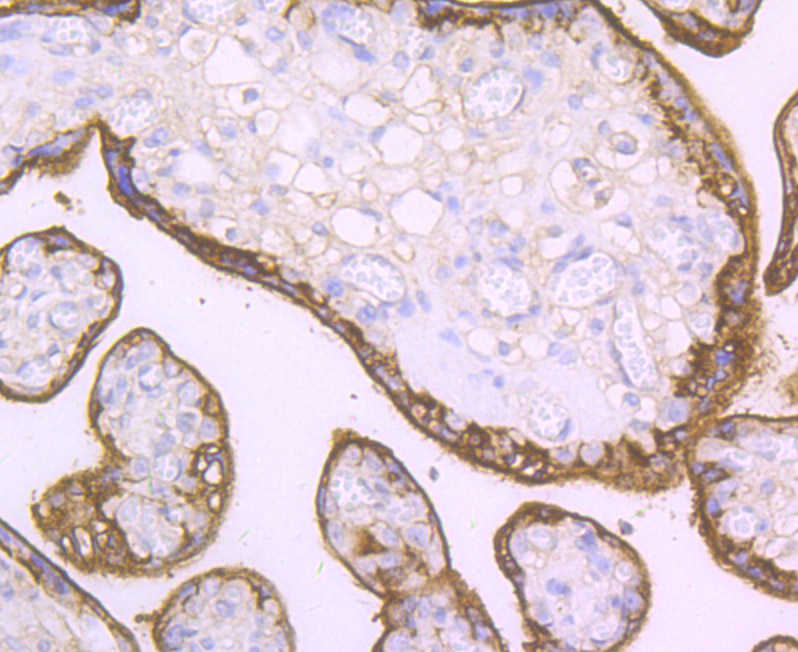 Immunohistochemical analysis of paraffin-embedded human placenta tissue using anti-CD46 antibody. The section was pre-treated using heat mediated antigen retrieval with Tris-EDTA buffer (pH 9.0) for 20 minutes.The tissues were blocked in 1% BSA for 30 minutes at room temperature, washed with ddH2O and PBS, and then probed with the primary antibody (ET7107-94, 1/50) for 30 minutes at room temperature. The detection was performed using an HRP conjugated compact polymer system. DAB was used as the chromogen. Tissues were counterstained with hematoxylin and mounted with DPX.