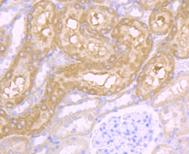 Immunohistochemical analysis of paraffin-embedded rat kidney tissue using anti-CD46 antibody. The section was pre-treated using heat mediated antigen retrieval with Tris-EDTA buffer (pH 9.0) for 20 minutes.The tissues were blocked in 1% BSA for 30 minutes at room temperature, washed with ddH2O and PBS, and then probed with the primary antibody (ET7107-94, 1/50) for 30 minutes at room temperature. The detection was performed using an HRP conjugated compact polymer system. DAB was used as the chromogen. Tissues were counterstained with hematoxylin and mounted with DPX.
