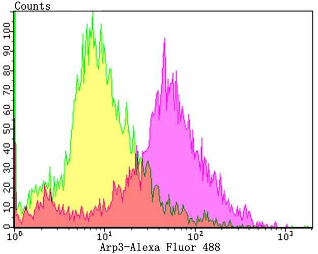 Flow cytometric analysis of HL-60 cells with Arp3 antibody at 1/100 dilution (purple) compared with an unlabelled control (cells without incubation with primary antibody; yellow).Alexa Fluor 488-conjugated goat anti-rabbit IgG was used as the secondary antibody.
