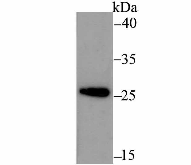 Western blot analysis of ERp29 on THP-1 cell lysate using anti-ERp29 antibody at 1/500 dilution.