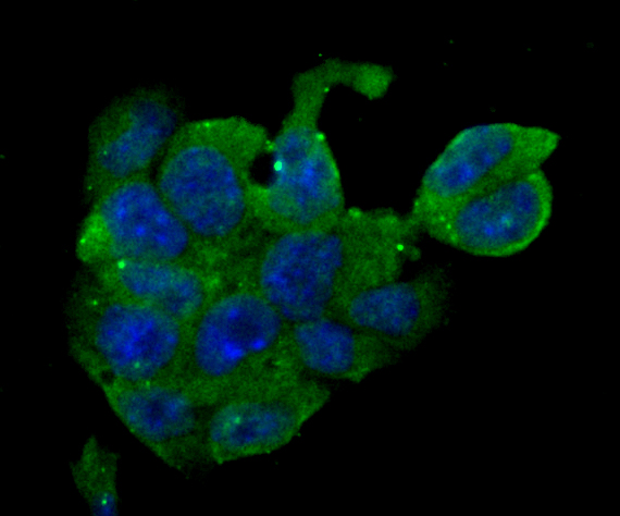ICC staining ERp29 in F9 cells (green). The nuclear counter stain is DAPI (blue). Cells were fixed in paraformaldehyde, permeabilised with 0.25% Triton X100/PBS.