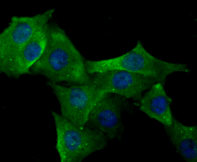 ICC staining ERp29 in PMVEC cells (green). The nuclear counter stain is DAPI (blue). Cells were fixed in paraformaldehyde, permeabilised with 0.25% Triton X100/PBS.