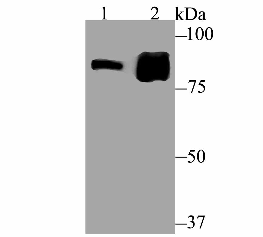 Western blot analysis of Gephyrin on SK-Br-3 cell lysate (1) and rat kidney tissue lysate (2) using anti-Gephyrin antibody at 1/500 dilution.