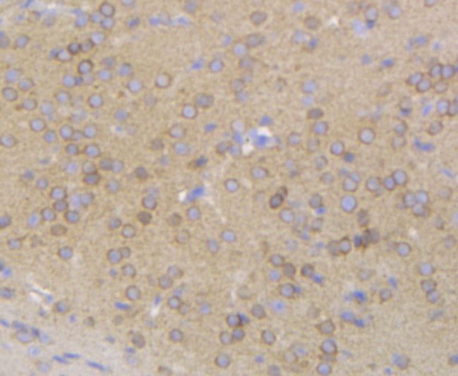 Immunohistochemical analysis of paraffin-embedded mouse brain tissue using anti-Gephyrin antibody. Counter stained with hematoxylin. The section was pre-treated using heat mediated antigen retrieval with sodium citrate buffer (pH6) for 20 mins.