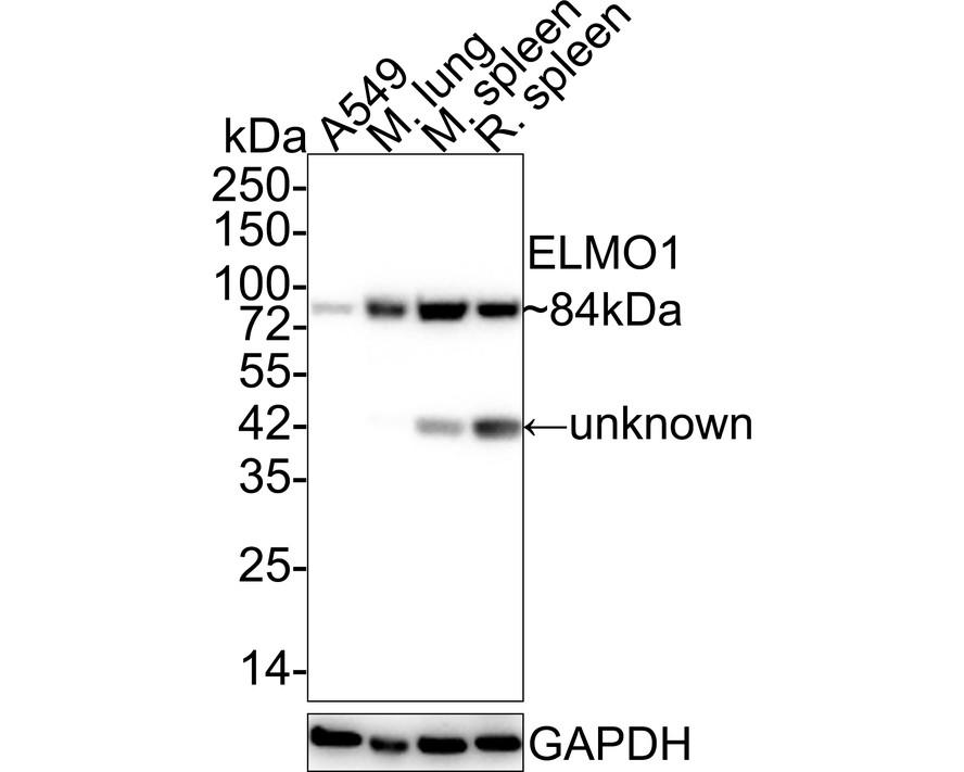 Western blot analysis of ELMO1 on different lysates. Proteins were transferred to a PVDF membrane and blocked with 5% BSA in PBS for 1 hour at room temperature. The primary antibody (ET7108-06, 1/500) was used in 5% BSA at room temperature for 2 hours. Goat Anti-Rabbit IgG - HRP Secondary Antibody (HA1001) at 1:200,000 dilution was used for 1 hour at room temperature.<br />
Positive control: <br />
Lane 1: Mouse spleen tissue lysate<br />
Lane 2: Jurkat cell lysate