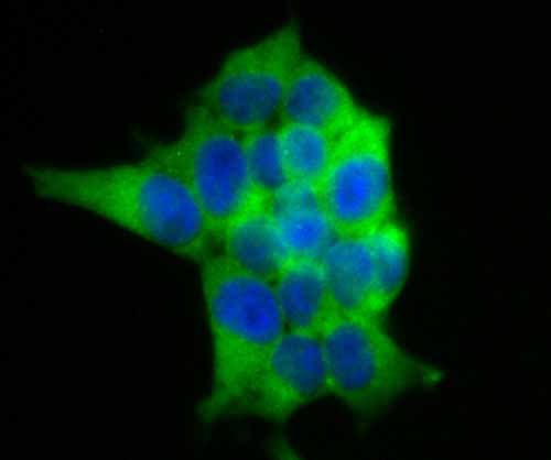 ICC staining of USP9x in 293T cells (green). Formalin fixed cells were permeabilized with 0.1% Triton X-100 in TBS for 10 minutes at room temperature and blocked with 1% Blocker BSA for 15 minutes at room temperature. Cells were probed with the primary antibody (ET7108-08, 1/50) for 1 hour at room temperature, washed with PBS. Alexa Fluor®488 Goat anti-Rabbit IgG was used as the secondary antibody at 1/1,000 dilution. The nuclear counter stain is DAPI (blue).