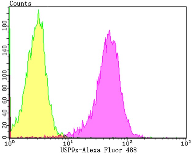 Flow cytometric analysis of USP9x was done on 293T cells. The cells were fixed, permeabilized and stained with the primary antibody (ET7108-08, 1/50) (purple). After incubation of the primary antibody at room temperature for an hour, the cells were stained with a Alexa Fluor 488-conjugated Goat anti-Rabbit IgG Secondary antibody at 1/1000 dilution for 30 minutes.Unlabelled sample was used as a control (cells without incubation with primary antibody; yellow).