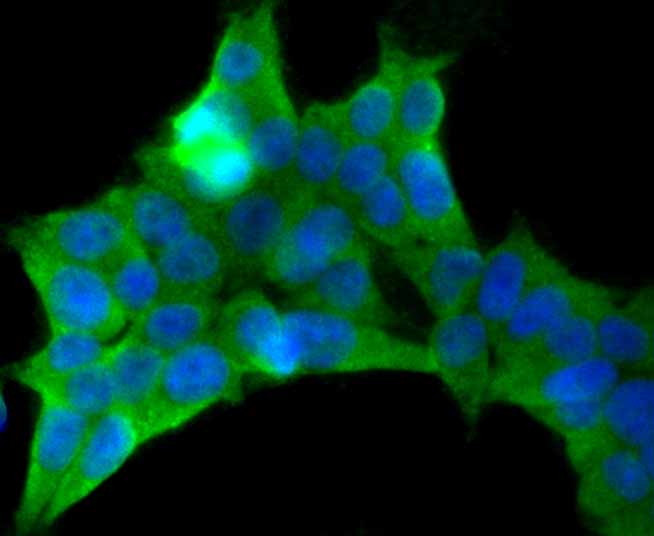 ICC staining Pumilio 1 in 293T cells (green). The nuclear counter stain is DAPI (blue). Cells were fixed in paraformaldehyde, permeabilised with 0.25% Triton X100/PBS.