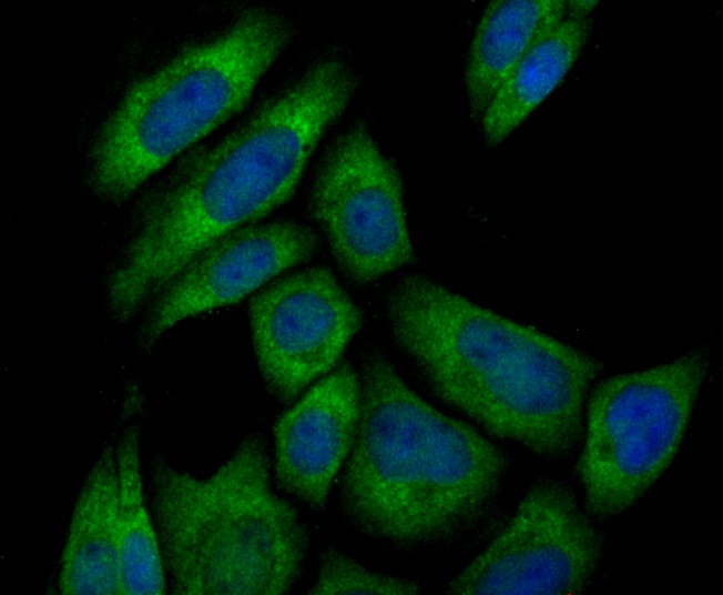 ICC staining Pumilio 1 in SiHa cells (green). The nuclear counter stain is DAPI (blue). Cells were fixed in paraformaldehyde, permeabilised with 0.25% Triton X100/PBS.