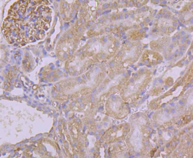 Immunohistochemical analysis of paraffin-embedded mouse kidney tissue using anti-Pumilio 1 antibody. Counter stained with hematoxylin.