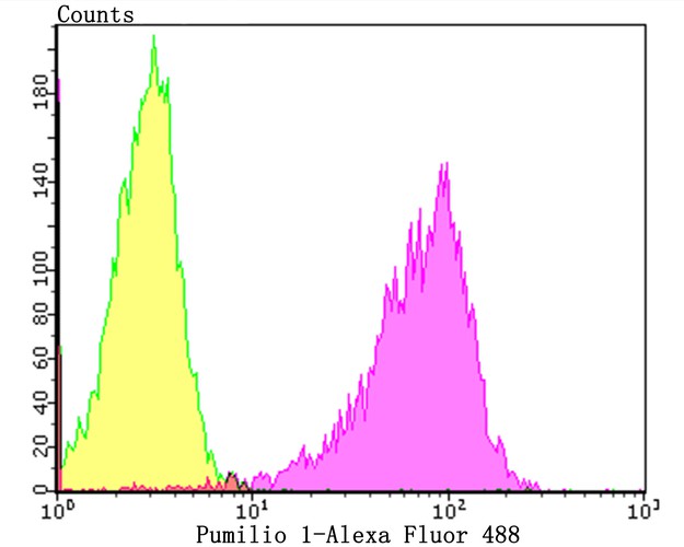 Flow cytometric analysis of 293T cells with Pumilio 1 antibody at 1/100 dilution (purple) compared with an unlabelled control (cells without incubation with primary antibody; yellow).Alexa Fluor 488-conjugated goat anti-rabbit IgG was used as the secondary antibody.