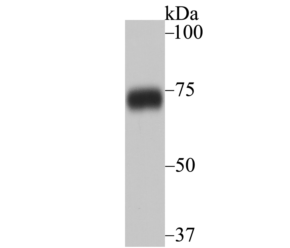 Western blot analysis of hnRNP Q on K562 cell lysates. Proteins were transferred to a PVDF membrane and blocked with 5% BSA in PBS for 1 hour at room temperature. The primary antibody (ET7108-17, 1/500) was used in 5% BSA at room temperature for 2 hours. Goat Anti-Rabbit IgG - HRP Secondary Antibody (HA1001) at 1:200,000 dilution was used for 1 hour at room temperature.