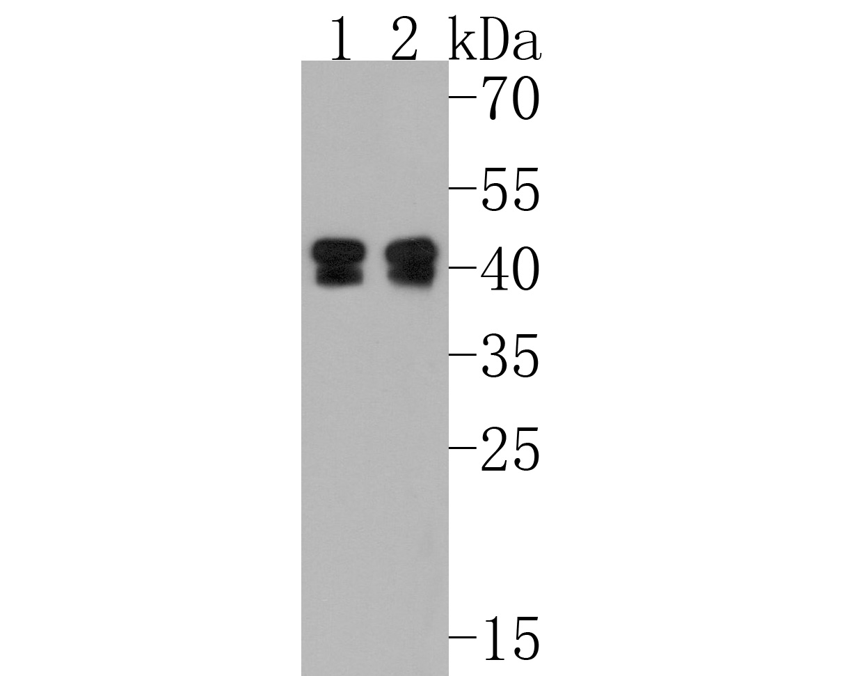 Western blot analysis of PON2 on different lysates. Proteins were transferred to a PVDF membrane and blocked with 5% BSA in PBS for 1 hour at room temperature. The primary antibody (ET7108-19, 1/500) was used in 5% BSA at room temperature for 2 hours. Goat Anti-Rabbit IgG - HRP Secondary Antibody (HA1001) at 1:200,000 dilution was used for 1 hour at room temperature.<br />
Positive control: <br />
Lane 1: A549 cell lysate<br />
Lane 2: HCT116 cell lysate