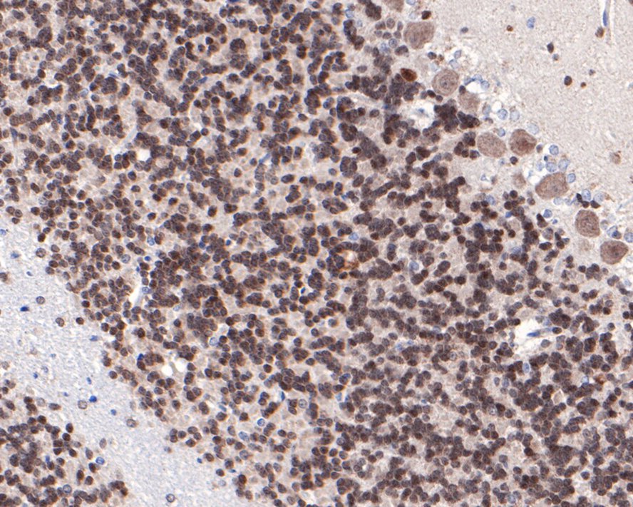 Immunohistochemical analysis of paraffin-embedded mouse cerebellum tissue with Rabbit anti-Emi1 antibody (ET7108-20) at 1/100 dilution.<br />
<br />
The section was pre-treated using heat mediated antigen retrieval with Tris-EDTA buffer (pH 9.0) for 20 minutes. The tissues were blocked in 1% BSA for 20 minutes at room temperature, washed with ddH2O and PBS, and then probed with the primary antibody (ET7108-20) at 1/100 dilution for 1 hour at room temperature. The detection was performed using an HRP conjugated compact polymer system. DAB was used as the chromogen. Tissues were counterstained with hematoxylin and mounted with DPX.