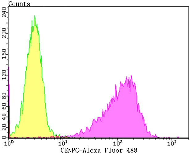 Flow cytometric analysis of CENPC was done on Hela cells. The cells were fixed, permeabilized and stained with the primary antibody (ET7108-24, 1/50) (purple). After incubation of the primary antibody at room temperature for an hour, the cells were stained with a Alexa Fluor 488-conjugated Goat anti-Rabbit IgG Secondary antibody at 1/1000 dilution for 30 minutes.Unlabelled sample was used as a control (cells without incubation with primary antibody; yellow).