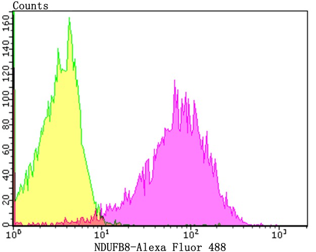 Flow cytometric analysis of NDUFB8 was done on Hela cells. The cells were fixed, permeabilized and stained with the primary antibody (ET7108-25, 1/50) (purple). After incubation of the primary antibody at room temperature for an hour, the cells were stained with a Alexa Fluor 488-conjugated Goat anti-Rabbit IgG Secondary antibody at 1/1000 dilution for 30 minutes.Unlabelled sample was used as a control (cells without incubation with primary antibody; yellow).