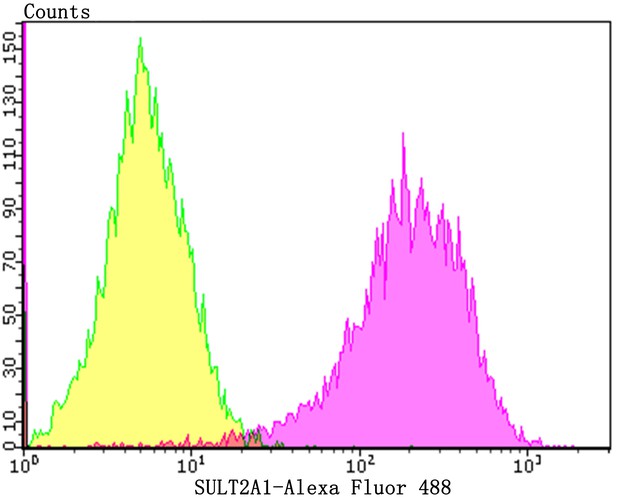 Flow cytometric analysis of SULT2A1 was done on Hela cells. The cells were fixed, permeabilized and stained with the primary antibody (ET7108-26, 1/50) (purple). After incubation of the primary antibody at room temperature for an hour, the cells were stained with a Alexa Fluor 488-conjugated Goat anti-Rabbit IgG Secondary antibody at 1/1000 dilution for 30 minutes.Unlabelled sample was used as a control (cells without incubation with primary antibody; yellow).