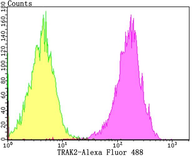 Flow cytometric analysis of IRAK2 was done on Jurkat cells. The cells were fixed, permeabilized and stained with the primary antibody (ET7108-29, 1/50) (purple). After incubation of the primary antibody at room temperature for an hour, the cells were stained with a Alexa Fluor®488 conjugate-Goat anti-Rabbit IgG Secondary antibody at 1/1,000 dilution for 30 minutes.Unlabelled sample was used as a control (cells without incubation with primary antibody; yellow).