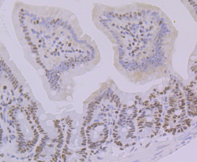 Immunohistochemical analysis of paraffin-embedded mouse colon tissue with Rabbit anti-Oct-1 antibody (ET7108-30) at 1/50 dilution.<br />
<br />
The section was pre-treated using heat mediated antigen retrieval with sodium citrate buffer (pH 6.0) for 2 minutes. The tissues were blocked in 1% BSA for 20 minutes at room temperature, washed with ddH2O and PBS, and then probed with the primary antibody (ET7108-30) at 1/50 dilution for 1 hour at room temperature. The detection was performed using an HRP conjugated compact polymer system. DAB was used as the chromogen. Tissues were counterstained with hematoxylin and mounted with DPX.