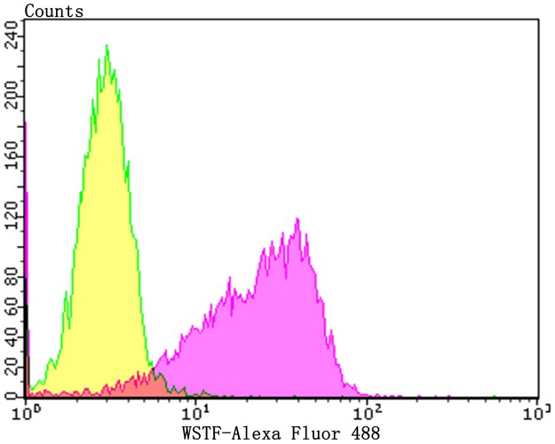 Flow cytometric analysis of K562 cells with WSTF antibody at 1/50 dilution (Fuchsia) compared with an unlabelled control (cells without incubation with primary antibody; Yellow). Alexa Fluor 488-conjugated goat anti-rabbit IgG was used as the secondary antibody.