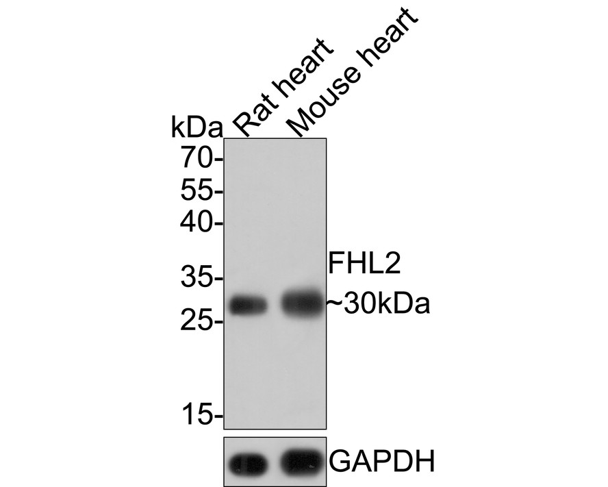 Western blot analysis of FHL2 on different lysates with Rabbit anti-FHL2 antibody (ET7108-33) at 1/1,000 dilution.<br />
<br />
Lane 1: Rat heart tissue lysate<br />
Lane 2: Mouse heart tissue lysate<br />
<br />
Lysates/proteins at 20 µg/Lane.<br />
<br />
Predicted band size: 32 kDa<br />
Observed band size: 30 kDa<br />
<br />
Exposure time: 1 minute;<br />
<br />
12% SDS-PAGE gel.<br />
<br />
Proteins were transferred to a PVDF membrane and blocked with 5% NFDM/TBST for 1 hour at room temperature. The primary antibody (ET7108-33) at 1/1,000 dilution was used in 5% NFDM/TBST at room temperature for 2 hours. Goat Anti-Rabbit IgG - HRP Secondary Antibody (HA1001) at 1:100,000 dilution was used for 1 hour at room temperature.