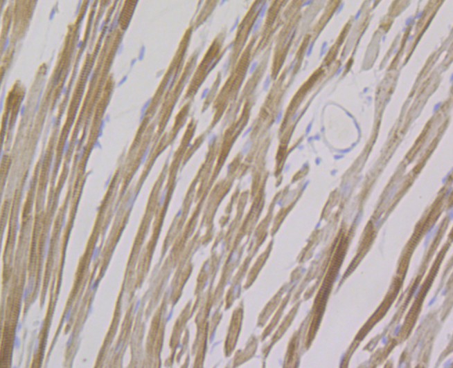 Immunohistochemical analysis of paraffin-embedded mouse heart with Rabbit anti-FHL2 antibody (ET7108-33) at 1/50 dilution.<br />
<br />
The section was pre-treated using heat mediated antigen retrieval with Tris-EDTA buffer (pH 8.0-8.4) for 20 minutes. The tissues were blocked in 1% BSA for 20 minutes at room temperature, washed with ddH2O and PBS, and then probed with the primary antibody (ET7108-33) at 1/50 dilution for 0.5 hour at room temperature. The detection was performed using an HRP conjugated compact polymer system. DAB was used as the chromogen. Tissues were counterstained with hematoxylin and mounted with DPX.