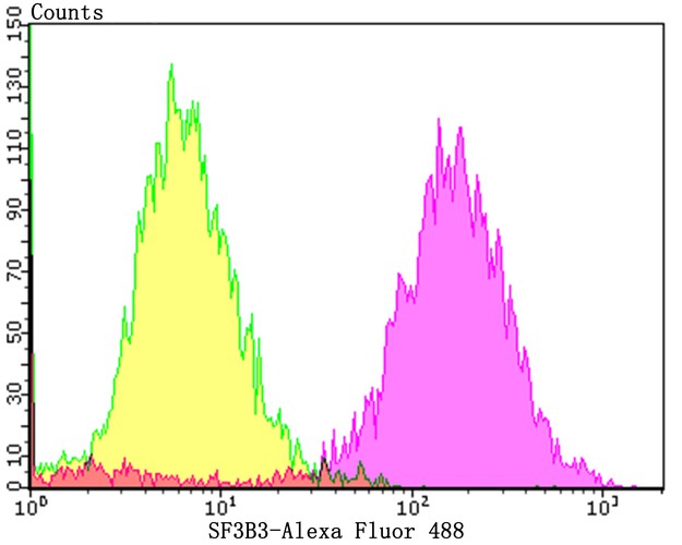 Flow cytometric analysis of LOVO cells with SF3B3 antibody at 1/100 dilution (yellow) compared with an unlabelled control (cells without incubation with primary antibody; purple).Alexa Fluor 488-conjugated goat anti-rabbit IgG was used as the secondary antibody.