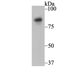 Western blot analysis of Nicastrin on THP-1 cell lysate using anti-Nicastrin antibody at 1/1,000 dilution.
