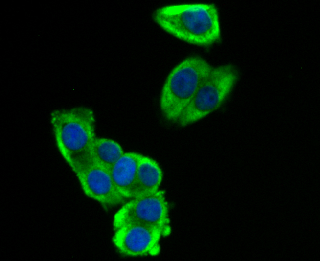 ICC staining SOCS2 in PC-3M cells (green). The nuclear counter stain is DAPI (blue). Cells were fixed in paraformaldehyde, permeabilised with 0.25% Triton X100/PBS.