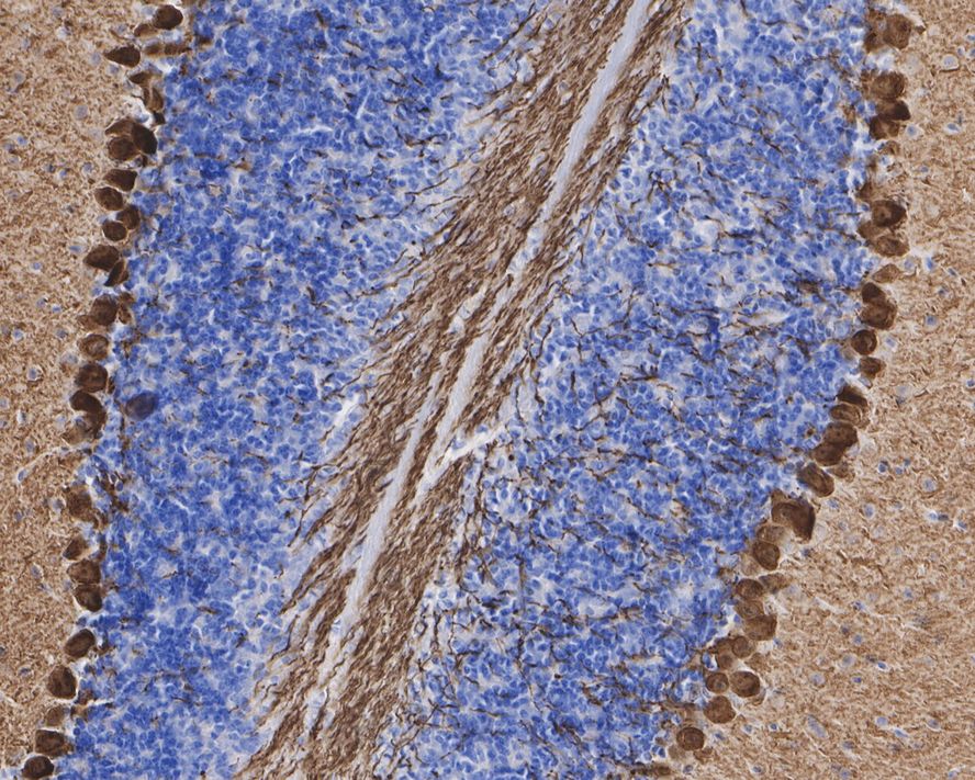 Immunohistochemical analysis of paraffin-embedded mouse cerebellum tissue with Rabbit anti-PKC gamma antibody (ET7108-42) at 1/1,000 dilution.<br />
<br />
The section was pre-treated using heat mediated antigen retrieval with Tris-EDTA buffer (pH 9.0) for 20 minutes. The tissues were blocked in 1% BSA for 20 minutes at room temperature, washed with ddH2O and PBS, and then probed with the primary antibody (ET7108-42) at 1/1,000 dilution for 1 hour at room temperature. The detection was performed using an HRP conjugated compact polymer system. DAB was used as the chromogen. Tissues were counterstained with hematoxylin and mounted with DPX.
