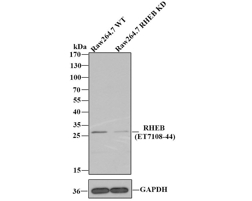 All lanes: Western blot analysis of RHEB with anti-RHEB antibody [JG37-12] (ET7108-44) at 1:1,000 dilution.<br />
Lane 1: Wild-type Raw264.7 whole cell lysate.<br />
Lane 2: RHEB knockdown Raw264.7 whole cell lysate.<br />
<br />
ET7108-44 was shown to specifically react with RHEB in wild-type Raw264.7 cells. Weakened band was observed when RHEB knockout samples were tested. Wild-type and RHEB knockout samples were subjected to SDS-PAGE. Proteins were transferred to a PVDF membrane and blocked with 5% NFDM in TBST for 1 hour at room temperature. The primary Anti-RHEB antibody (ET7108-44, 1/1,000) and Anti-GAPDH antibody (ET1601-4, 1/10,000) were used in 5% BSA at room temperature for 2 hours. Goat Anti-Rabbit IgG H&L (HRP) Secondary Antibody (HA1001) at 1:200,000 dilution was used for 1 hour at room temperature.