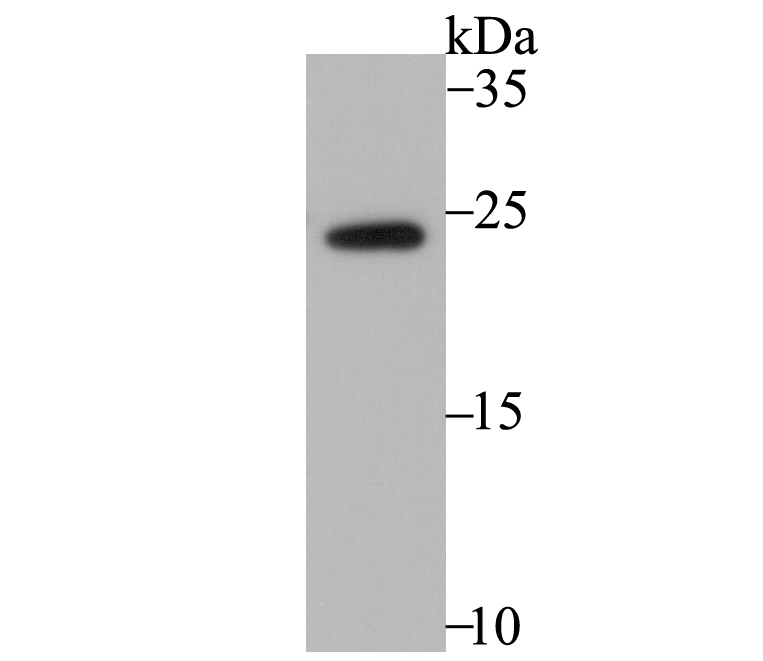 Western blot analysis of RHEB on mouse placenta tissue lysates. Proteins were transferred to a PVDF membrane and blocked with 5% BSA in PBS for 1 hour at room temperature. The primary antibody (ET7108-44, 1/500) was used in 5% BSA at room temperature for 2 hours. Goat Anti-Rabbit IgG - HRP Secondary Antibody (HA1001) at 1:200,000 dilution was used for 1 hour at room temperature.