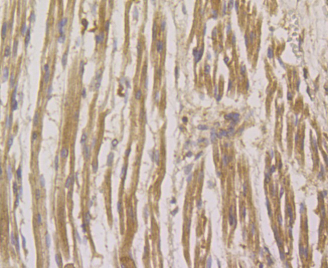 Immunohistochemical analysis of paraffin-embedded human fetal skeletal muscle tissue using anti-RHEB antibody. The section was pre-treated using heat mediated antigen retrieval with Tris-EDTA buffer (pH 8.0-8.4) for 20 minutes.The tissues were blocked in 5% BSA for 30 minutes at room temperature, washed with ddH2O and PBS, and then probed with the primary antibody (ET7108-44, 1/50) for 30 minutes at room temperature. The detection was performed using an HRP conjugated compact polymer system. DAB was used as the chromogen. Tissues were counterstained with hematoxylin and mounted with DPX.