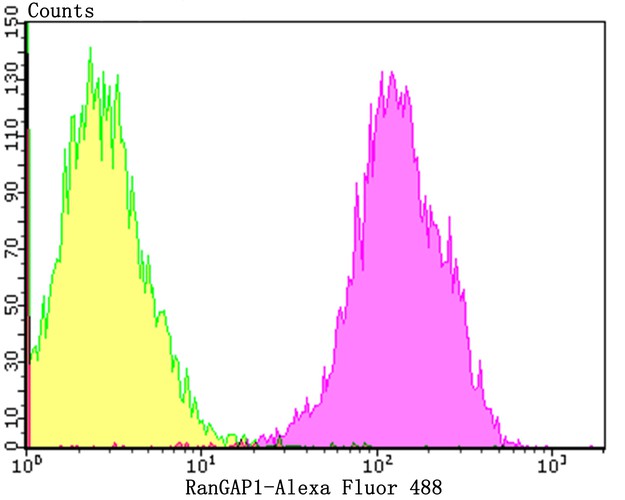Flow cytometric analysis of A431 cells with RanGAP1 antibody at 1/100 dilution (purple) compared with an unlabelled control (cells without incubation with primary antibody; yellow). Alexa Fluor 488-conjugated goat anti-rabbit IgG was used as the secondary antibody.