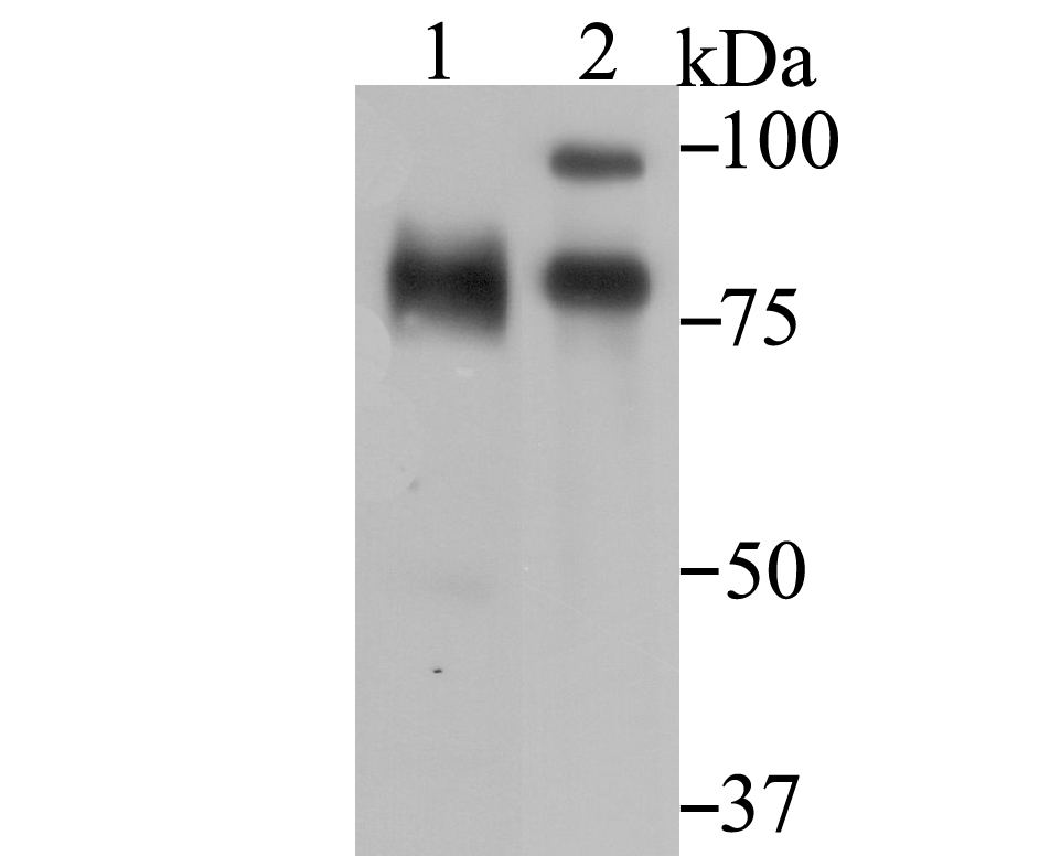 Western blot analysis of ILF3 on different lysates with Rabbit anti-ILF3 antibody (ET7108-49) at 1/500 dilution.<br />
<br />
Lane 1: Rat heart tissue lysate(20 µg/Lane)<br />
Lane 2: 293 cell lysates <br />
<br />
Lysates/proteins at 10 µg/Lane.<br />
<br />
Predicted band size:  75/76/77/83/95/96kDa<br />
Observed band size: 76/95 kDa<br />
<br />
Exposure time: 2 minutes;<br />
<br />
10% SDS-PAGE gel.<br />
<br />
Proteins were transferred to a PVDF membrane and blocked with 5% NFDM/TBST for 1 hour at room temperature. The primary antibody (ET7108-49) at 1/500 dilution was used in 5% NFDM/TBST at room temperature for 2 hours. Goat Anti-Rabbit IgG - HRP Secondary Antibody (HA1001) at 200,000 dilution was used for 1 hour at room temperature.