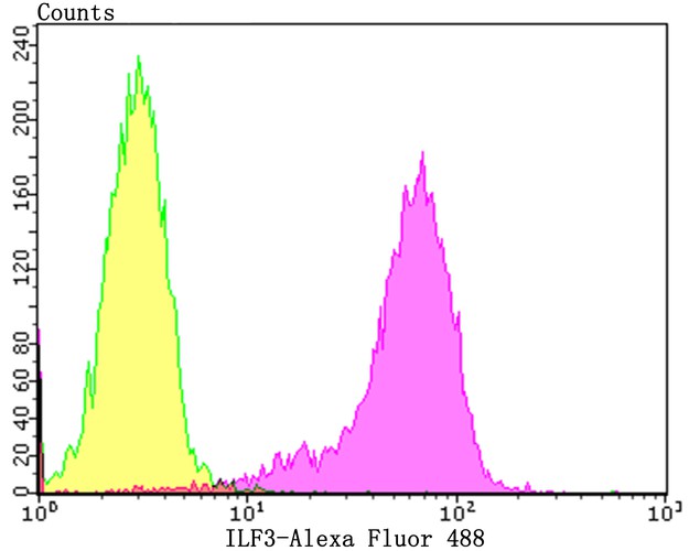 Flow cytometric analysis of ILF3 was done on K562 cells. The cells were fixed, permeabilized and stained with the primary antibody (ET7108-49, 1/50) (purple). After incubation of the primary antibody at room temperature for an hour, the cells were stained with a Alexa Fluor 488-conjugated Goat anti-Rabbit IgG Secondary antibody at 1/1000 dilution for 30 minutes.Unlabelled sample was used as a control (cells without incubation with primary antibody; yellow).
