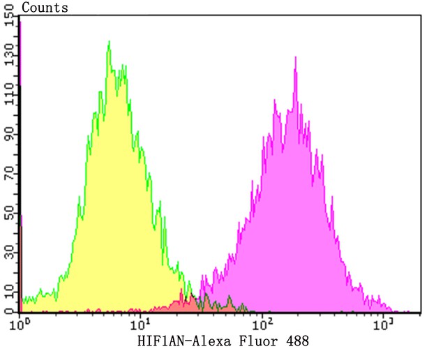 Flow cytometric analysis of LOVO cells with HIF1AN antibody at 1/100 dilution (purple) compared with an unlabelled control (cells without incubation with primary antibody; yellow).  Alexa Fluor 488-conjugated goat anti-rabbit IgG was used as the secondary antibody.