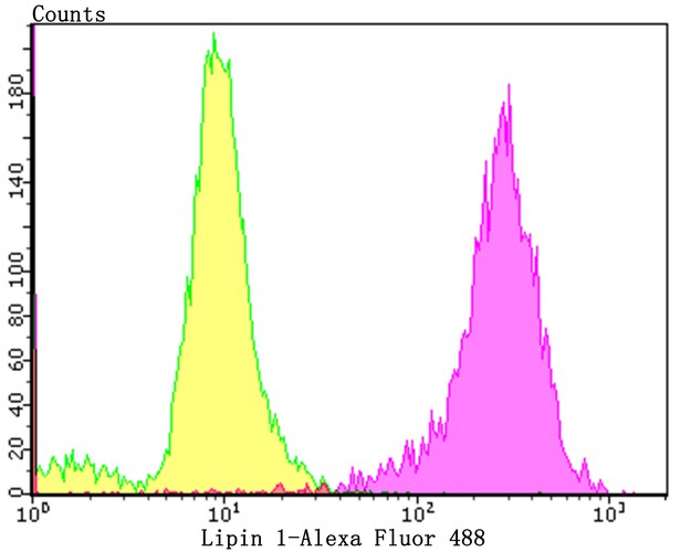 Flow cytometric analysis of PC-3M cells with Lipin 1 antibody at 1/50 dilution (purple) compared with an unlabelled control (cells without incubation with primary antibody; yellow). Alexa Fluor 488-conjugated goat anti-rabbit IgG was used as the secondary antibody.