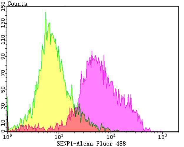 Flow cytometric analysis of Daudi cells with SENP1 antibody at 1/100 dilution (purple) compared with an unlabelled control (cells without incubation with primary antibody; yellow).  Alexa Fluor 488-conjugated goat anti-rabbit IgG was used as the secondary antibody.