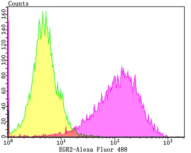 Flow cytometric analysis of EGR2 was done on SH-SY5Y cells. The cells were fixed, permeabilized and stained with the primary antibody (ET7108-57, 1/50) (purple). After incubation of the primary antibody at room temperature for an hour, the cells were stained with a Alexa Fluor 488-conjugated Goat anti-Rabbit IgG Secondary antibody at 1/1000 dilution for 30 minutes.Unlabelled sample was used as a control (cells without incubation with primary antibody; yellow).
