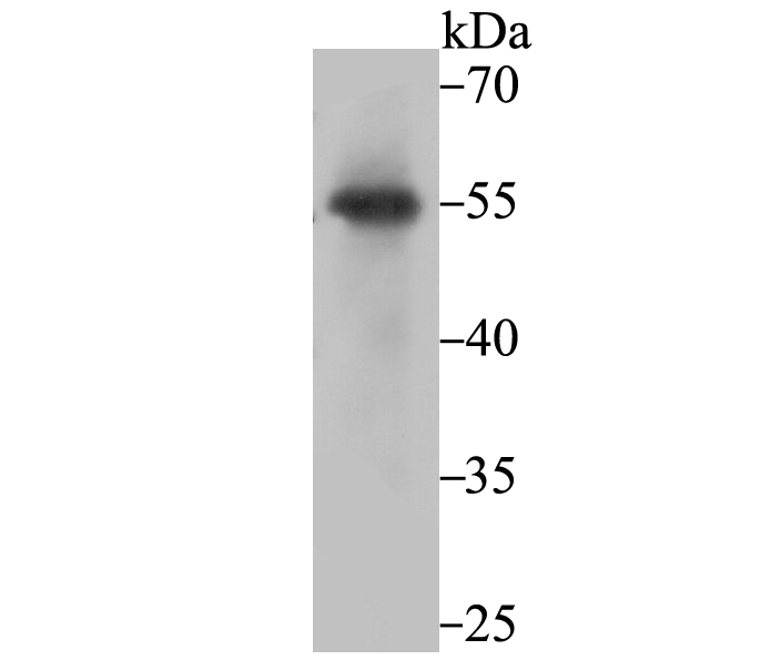 Western blot analysis of PIST on SiHa cell using anti-PIST antibody at 1/1,000 dilution.
