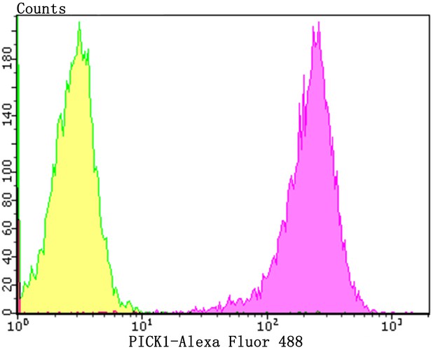 Flow cytometric analysis of PICK1 was done on 293T cells. The cells were fixed, permeabilized and stained with the primary antibody (ET7108-60, 1/50) (purple). After incubation of the primary antibody at room temperature for an hour, the cells were stained with a Alexa Fluor 488-conjugated Goat anti-Rabbit IgG Secondary antibody at 1/1000 dilution for 30 minutes.Unlabelled sample was used as a control (cells without incubation with primary antibody; yellow).