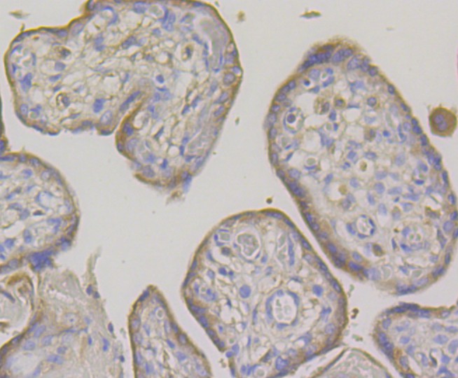Immunohistochemical analysis of paraffin-embedded human placenta tissue using anti-OS9 antibody. The section was pre-treated using heat mediated antigen retrieval with Tris-EDTA buffer (pH 9.0) for 20 minutes.The tissues were blocked in 1% BSA for 30 minutes at room temperature, washed with ddH2O and PBS, and then probed with the primary antibody (ET7108-61, 1/50) for 30 minutes at room temperature. The detection was performed using an HRP conjugated compact polymer system. DAB was used as the chromogen. Tissues were counterstained with hematoxylin and mounted with DPX.