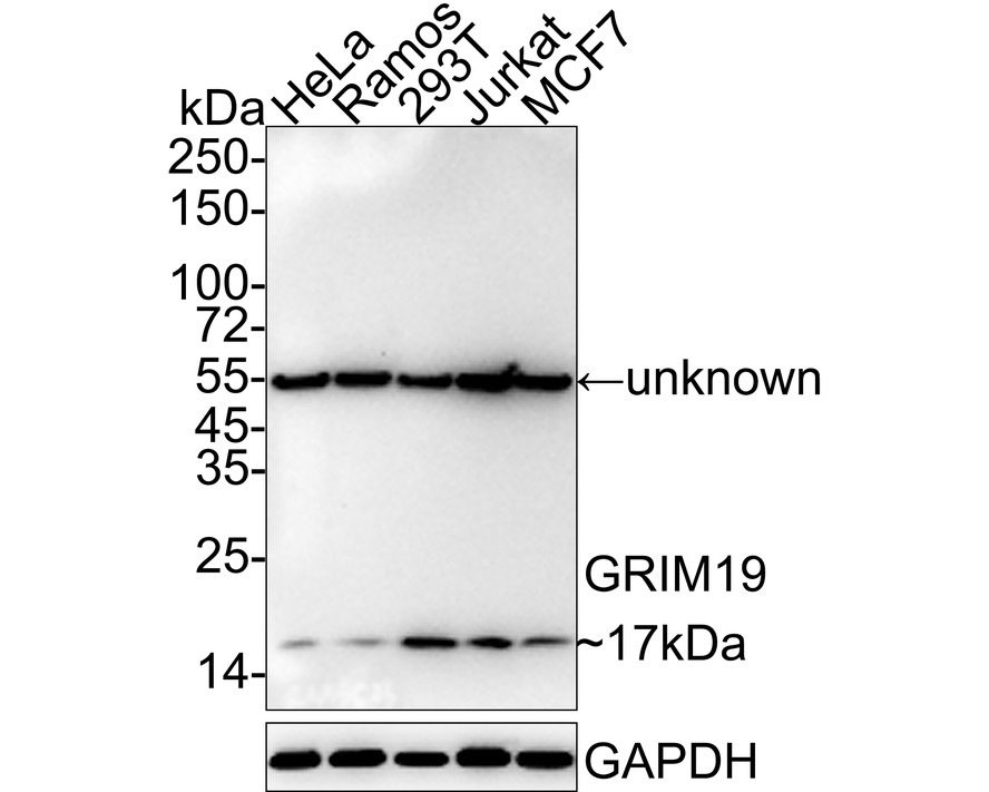 Western blot analysis of GRIM19 on MCF-7 cell using anti-GRIM19 antibody at 1/1,000 dilution.