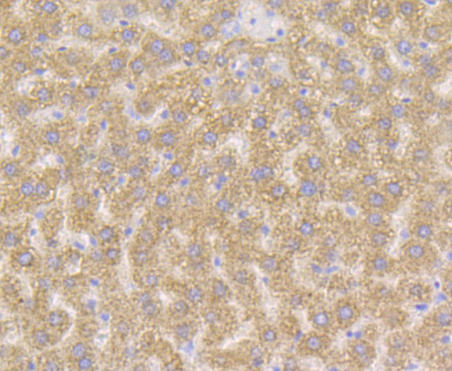 Immunohistochemical analysis of paraffin-embedded rat liver tissue using anti-Xanthine Oxidase antibody. The section was pre-treated using heat mediated antigen retrieval with Tris-EDTA buffer (pH 9.0) for 20 minutes.The tissues were blocked in 1% BSA for 30 minutes at room temperature, washed with ddH2O and PBS, and then probed with the primary antibody (ET7108-69, 1/50) for 30 minutes at room temperature. The detection was performed using an HRP conjugated compact polymer system. DAB was used as the chromogen. Tissues were counterstained with hematoxylin and mounted with DPX.