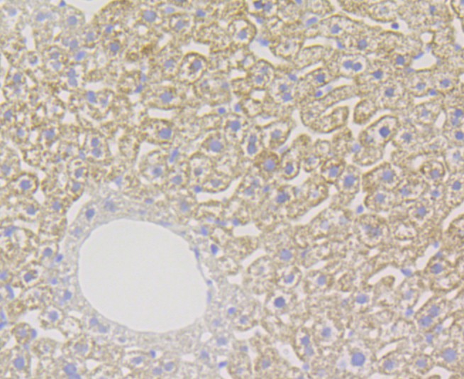Immunohistochemical analysis of paraffin-embedded mouse liver tissue using anti-Xanthine Oxidase antibody. The section was pre-treated using heat mediated antigen retrieval with Tris-EDTA buffer (pH 9.0) for 20 minutes.The tissues were blocked in 1% BSA for 30 minutes at room temperature, washed with ddH2O and PBS, and then probed with the primary antibody (ET7108-69, 1/50) for 30 minutes at room temperature. The detection was performed using an HRP conjugated compact polymer system. DAB was used as the chromogen. Tissues were counterstained with hematoxylin and mounted with DPX.