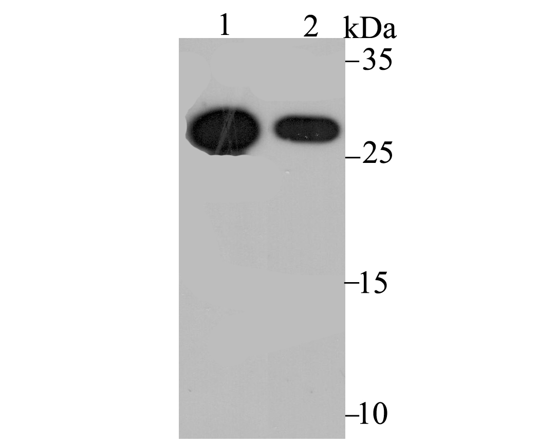 Western blot analysis of Cdx1 on human small intestine tissue (1) and CRC cell (2) lysate using anti-Cdx1 antibody at 1/1,000 dilution.