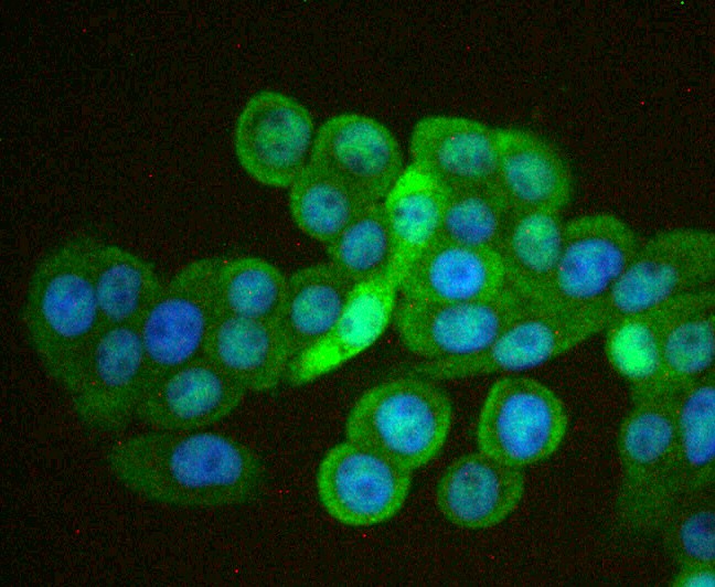 ICC staining Cdx1 in HOVO cells (green). The nuclear counter stain is DAPI (blue). Cells were fixed in paraformaldehyde, permeabilised with 0.25% Triton X100/PBS.