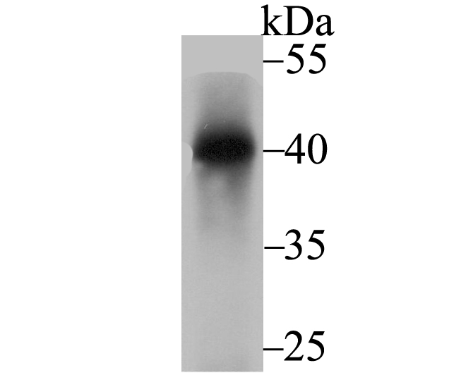 Western blot analysis of Nudel on  rat brain tissue lysates with Rabbit anti-Nudel antibody (ET7108-73) at 1/2,000 dilution.<br />
<br />
Lysates/proteins at 20 µg/Lane.<br />
<br />
Predicted band size: 38 kDa<br />
Observed band size: 40 kDa<br />
<br />
Exposure time: 2 minutes;<br />
<br />
12% SDS-PAGE gel.<br />
<br />
Proteins were transferred to a PVDF membrane and blocked with 5% NFDM/TBST for 1 hour at room temperature. The primary antibody (ET7108-73) at 1/2,000 dilution was used in 5% NFDM/TBST at room temperature for 2 hours. Goat Anti-Rabbit IgG - HRP Secondary Antibody (HA1001) at 1:5,000 dilution was used for 1 hour at room temperature.